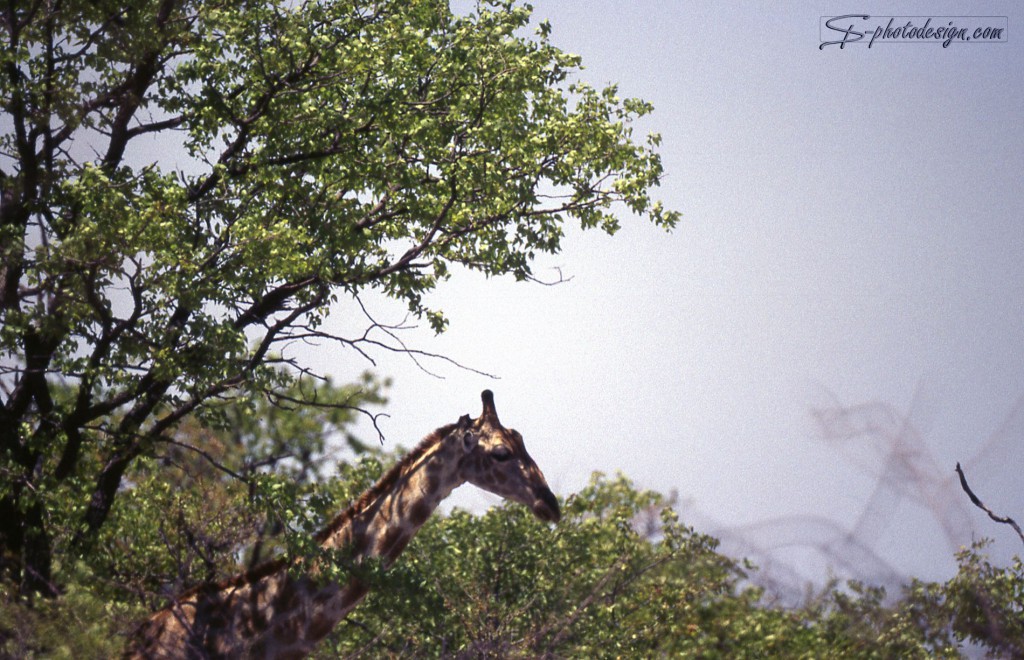 Im Original wirkt die Giraffe, als würde sie gleich nach vorne kippen. Das Bild besteht aus viel leerem Raum, ohne dass dieser eine Wirkung hätte. Zweige über dem Kopf der Giraffe stören. 