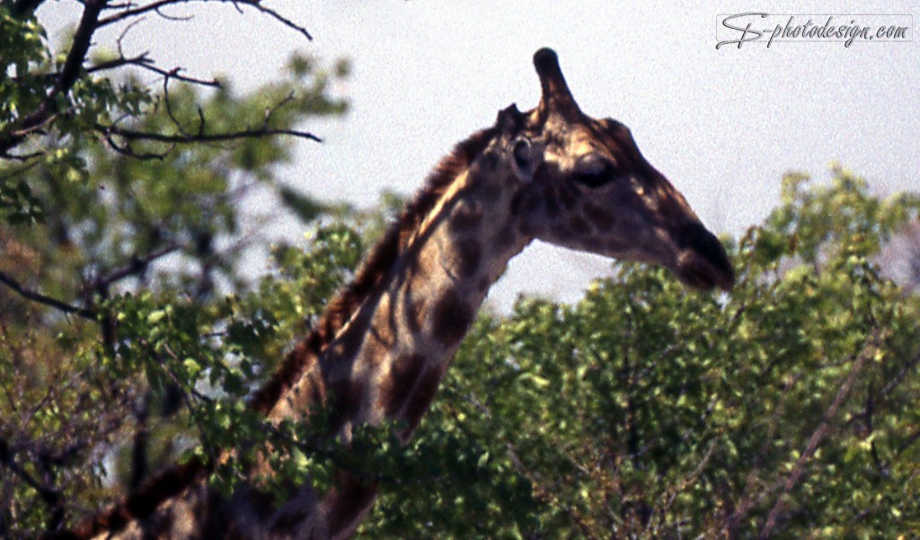 In der bearbeiteten Version wurde die Giraffe in eine natürliche Neigung gekippt und in's Zentrum des Bilds gestellt - d.h. überflüssige Bildabschnitte wurden entfernt. 