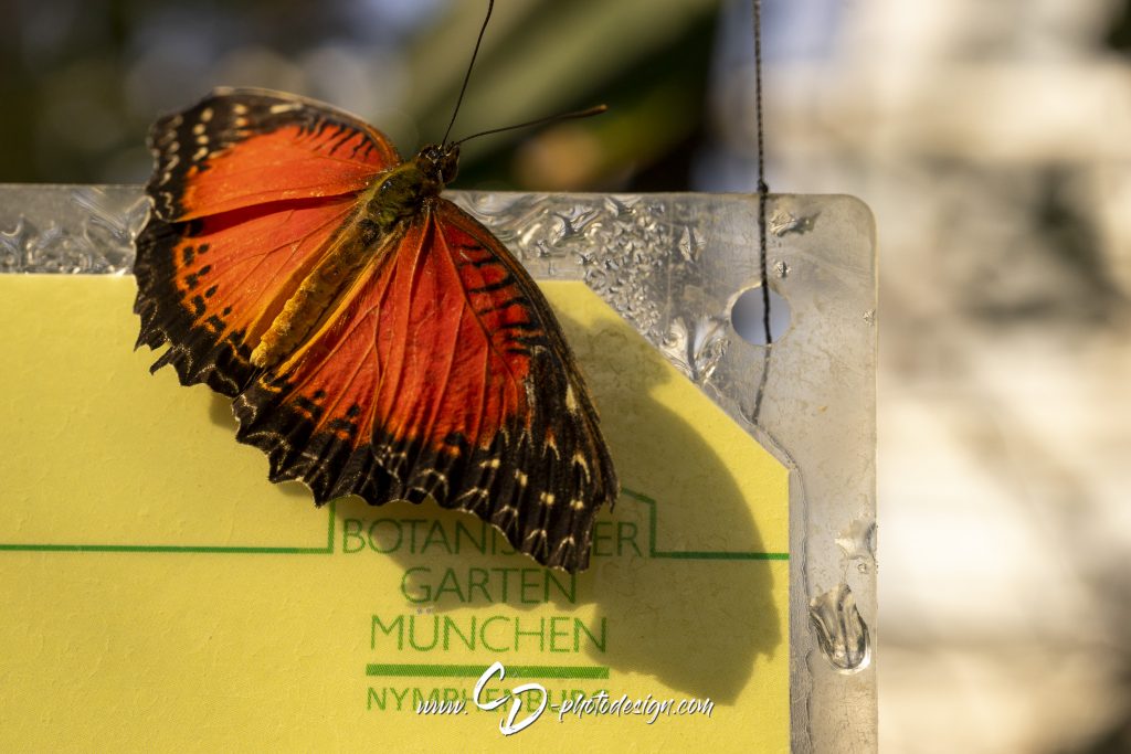 Rot-Oranger Spitzenflügel (Südostasien)